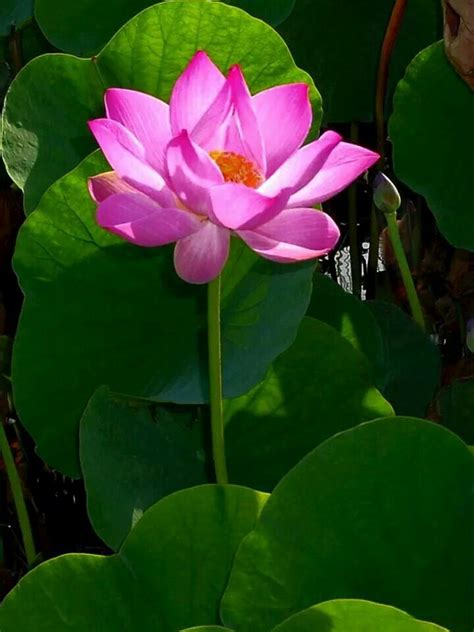 Pin By Nirmala Singh On Guyana Water Lily Beautiful Gardens Water