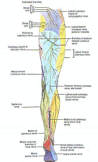 Cutaneous Innervation Of The Lower Extremity Anterior View Nerve