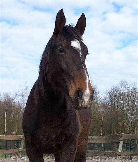 groningen horse breed information history  pictures