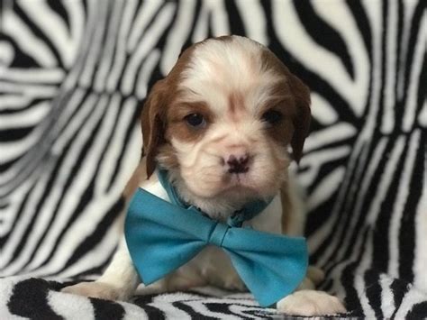 Some tend to become attached to one particular member of the family. Cavalier King Charles Spaniel puppy for sale in EAST EARL ...