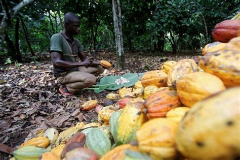Cocoa Farmers Should Adopt Best Practices Ched Cocoa Post