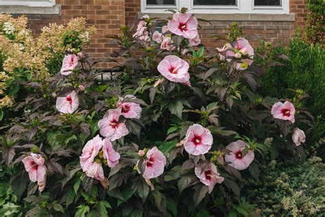 Hardy Hibiscus Plant Care Growing Guide