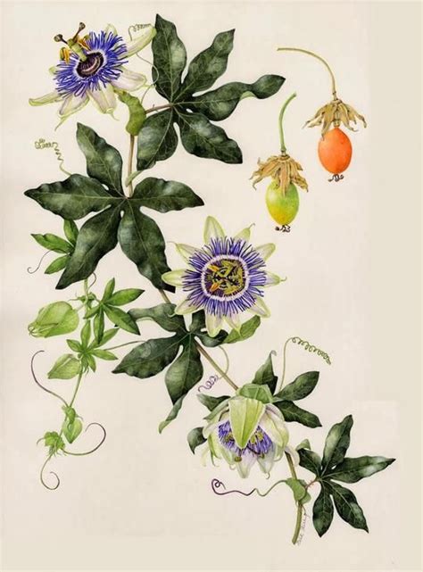 35 Blue Passion Flower Passiflora Caerulea Easy Perennial Deer