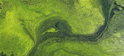 Algae Benefits Nutrition Types Dosage And Side Effects Dr Axe