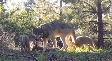 Californias Last Gray Wolf Pack Welcomes Three Adorable New Members