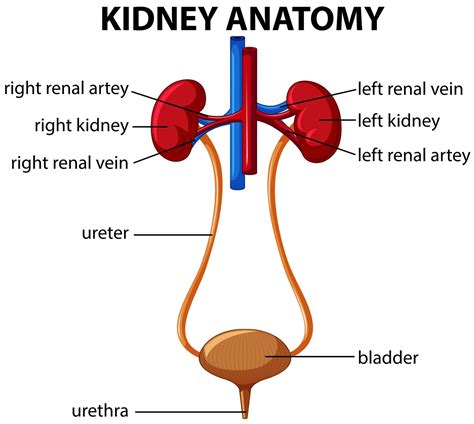 Human Kidney Anatomy Diagram Anatomy System Human Body Anatomy