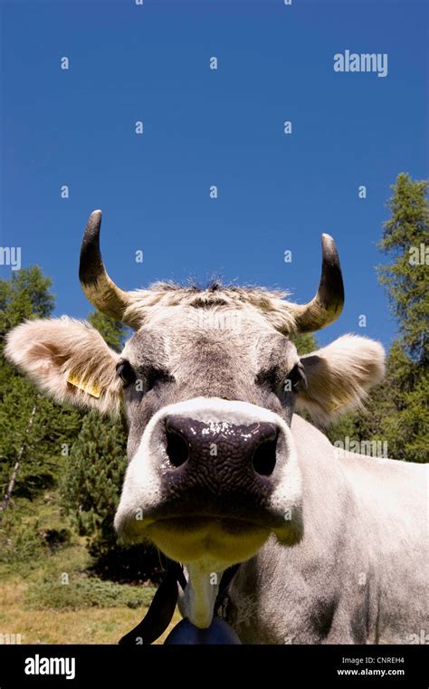 Domestic Cattle Bos Primigenius F Taurus Portrait Switzerland