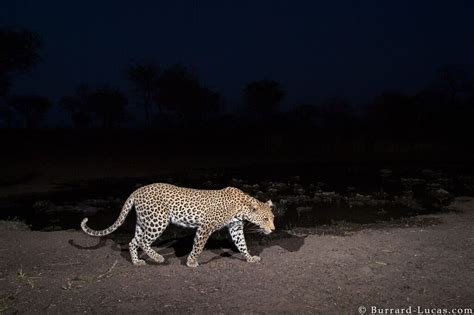 Fotógrafo Captura A Beleza Da Natureza Selvagem Africana Em Imagens