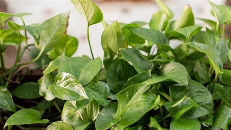 7 Benefits Of Using Pothos In Aquariums Care Guide And More