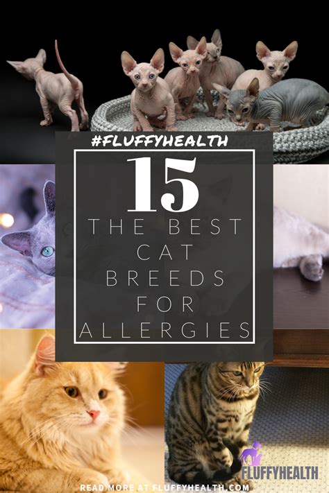 The Best Cat Breeds For Allergies 6 Is Fluffyhealth