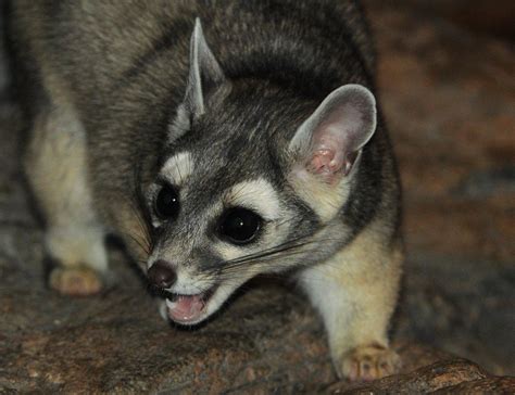 18 Wild Animals in El Salvador [Wildlife in El Salvador] - Kevmrc