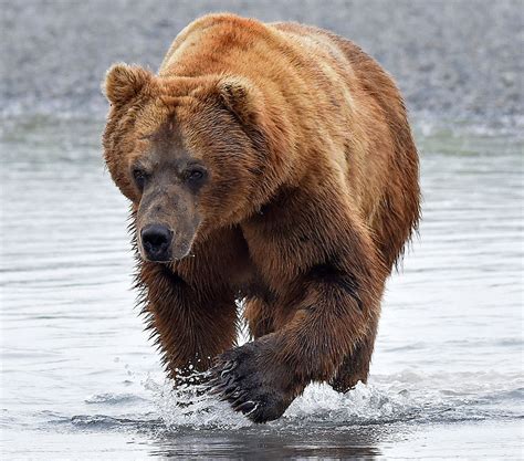 Brown Bears In Katmai Alaska Up Close And On Foot