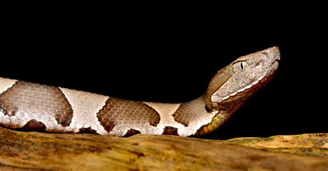 How To Identify A Copperhead The 5 Step Guide With Pictures Az Animals