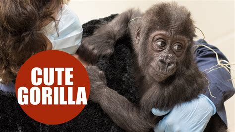 Baby Gorilla Who Was Orphaned Is Matched With Loving New Mom Youtube
