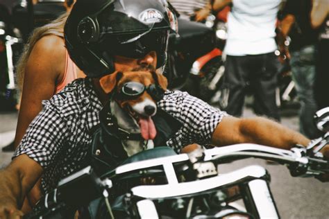 Close Up Photo Of Man And Dog Riding Motorcycle In 2020 Man And Dog