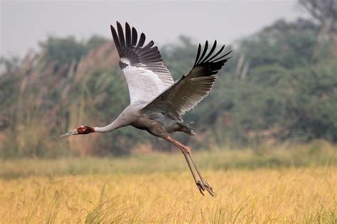 My Birding Trails...: World's tallest flying bird '' The Sarus Crane''
