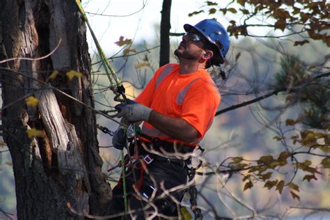 Cost for Tree Pruning - Palm Beach County Tree Trimming and Tree