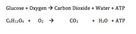 Asked in plant respiration by lifeeasy biology. what is chemical formula of respiration - Science - Chemical Reactions and Equations - 10215893 ...