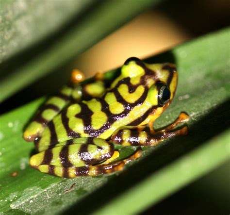 New Frog Species: Check Out This Colorful Frog Scientists Found In Ecuador