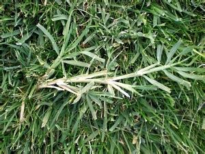 But grass becomes weed when it starts popping up in flower beds, borders and other places. Bermuda Grass | Wire Grass | Lawn Weed Identification ...