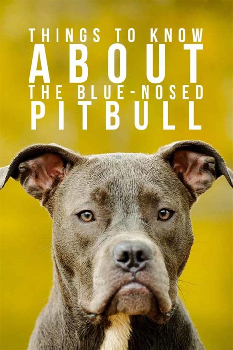 Blue Nose Pitbull Facts Fun Pros And Cons Of A Blue Nosed Pup