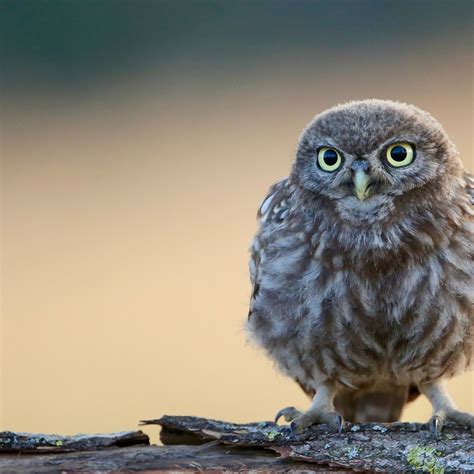 We have an extensive collection of amazing background images carefully chosen by our community. Menakjubkan 10+ Wallpaper Android Cute Owl - Rona Wallpaper