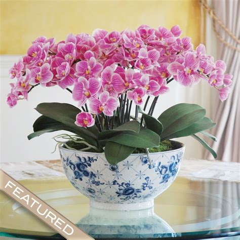 Phalaenopsis Prachtig Bloeiende Roze Orchidee Orchid Flower