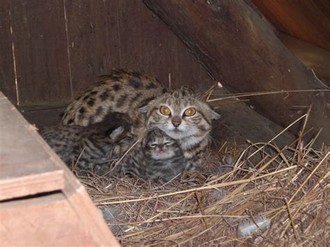 Black Footed Cat Kittens Africa Geographic