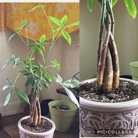 Pilea, chinese money plant, ufo plant, lefse plant, missionary plant, pancake plant, lucky plant, friendship plant, pilea peperomioides. Does anyone have an idea to why is this money tree/ Guiana ...