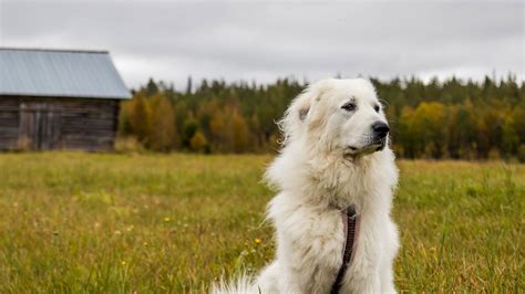 5 Of The Best Farm Dog Breeds Agdaily