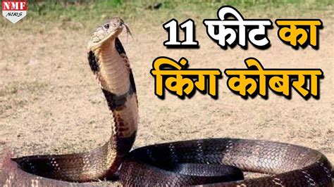 देखिए Karnataka में 11 Feet के King Cobra का Rescue Operation Youtube