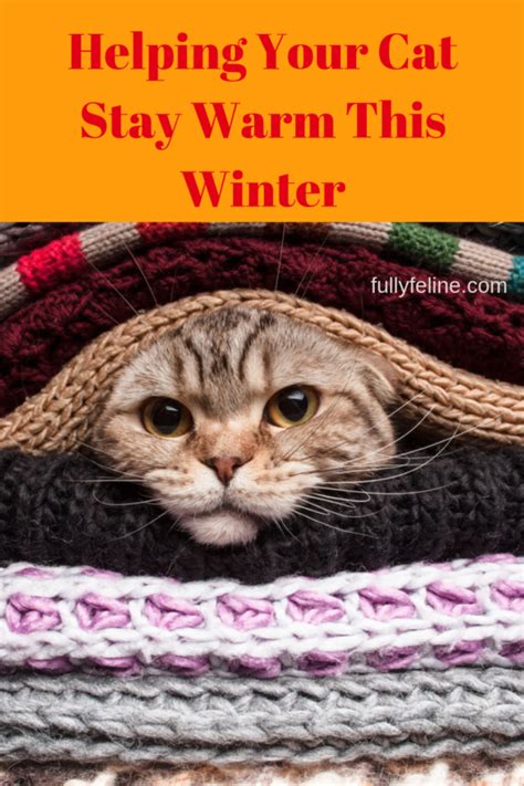 How to prevent cats from eating plants. Keeping Cats Warm: Keep Your Cat Comfortable This Winter ...