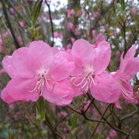 Albrechtii Deciduous Azalea Buy Albrechtii Rhododendrons Online