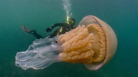 Surprised By A Giant Jellyfish Bbc Culture