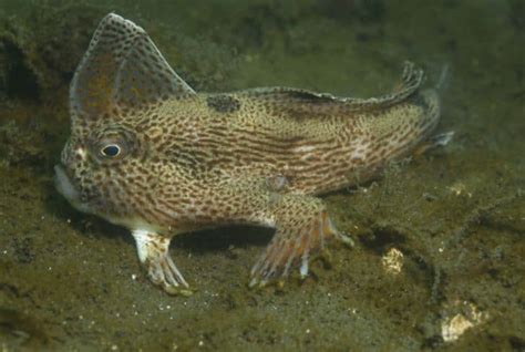 Freshwater Fish With Legs