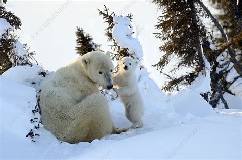 Polar Bear Mother With Cub Stock Image F0232388 Science Photo