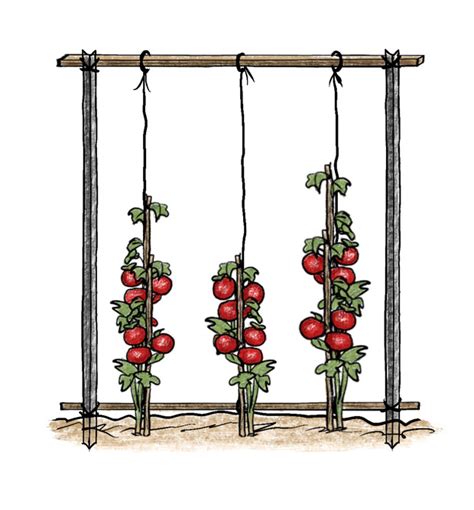 How To Grow Vine Tomatoes With String Frames Mesh Frames And Cages