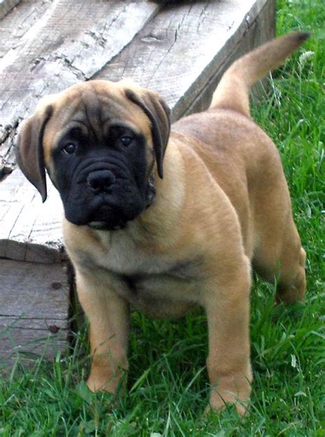 If you thought you couldn't possible love dogs anymore, this might prove you. Bullmastiff - All Big Dog Breeds