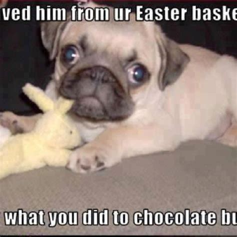 Easter Pug Funny Dog Pictures Pugs Funny Funny Pug Pictures
