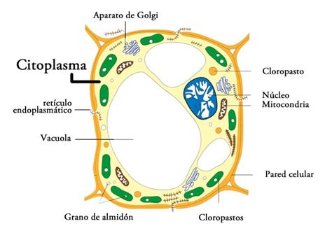 Citoplasma Qué Es Partes Y Sus Funciones Enciclopedia Significados