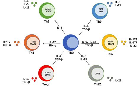 Frontiers The Multifaceted Role Of Th1 Th9 And Th17 Cells In Immune