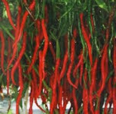 toko pertanian terdekat lmga agro  menanam cabe merah  cabe