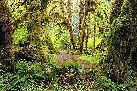 Hoh Rainforest Washington State Usa With Map And Photos