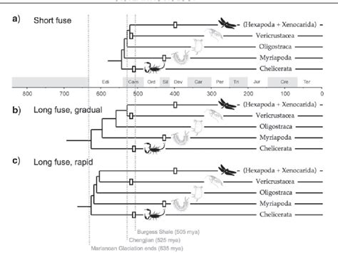 Figure 1 From Phylogenomic Insights Into The Cambrian Explosion The