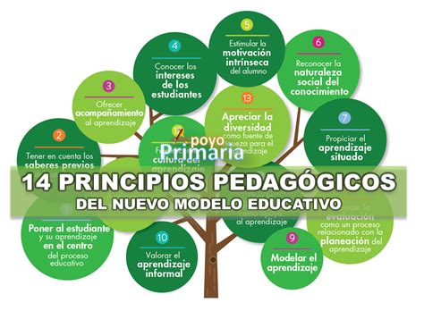 Principios Pedagógicos Del Nuevo Modelo Educativo Apoyo Primaria