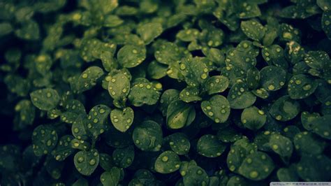 Dark Green Backgrounds - Wallpaper Cave
