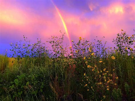 Sunflower Rainbow Photograph By Paul Herzbrun Fine Art America