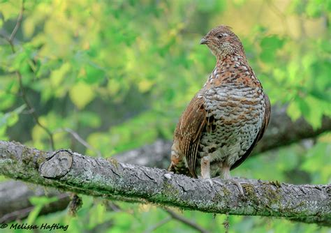 I Saw A Ruffed Grouse In Vancouver Never Thought Id See The Day