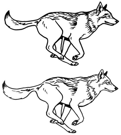 Wolf Running Sketches On