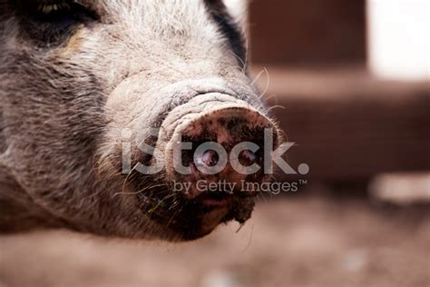 Pigs Snout Stock Photo Royalty Free Freeimages